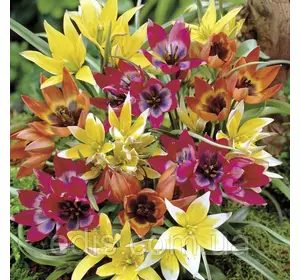 Тюльпан ботанічний суміш сортів 9 цибулинки Тюльпан ботанічний суміш сортів 9 цибулинки