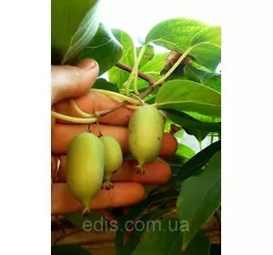 Актинідія Оригінальна (чоловіча форма) Актинідія Оригінальна (чоловіча форма)