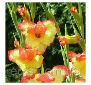 Гладіолус nanus Las Vegas мініатюрний, 3 цибулини/уп. Гладіолус nanus Las Vegas мініатюрний, 3 цибулини/уп.