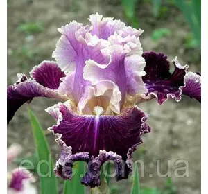 Ірис високий бородатий New Leaf Ірис високий бородатий New Leaf