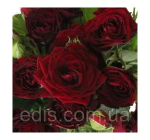 Троянда спрей Ред Сенсейшен (Red Sensation) Троянда спрей Ред Сенсейшен (Red Sensation)