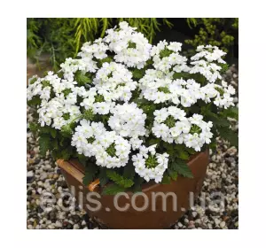 Вербена гібридна Біла 0,1 г, насіння Яскрава Вербена гібридна Біла 0,1 г, насіння Яскрава