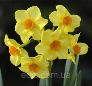 Нарцис Мультифлора Martinette (Мартінет) 10/12 1 цибулина Нарцис Мультифлора Martinette (Мартінет) 10/12 1 цибулина