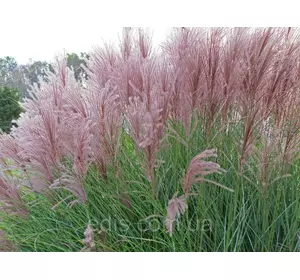 Міскантус китайський Gracillimus (Грацилимус) Міскантус китайський Gracillimus (Грацилимус)