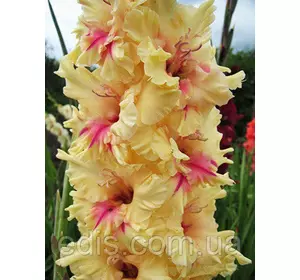 Гладіолус гофрований London 3 шт./уп. Гладіолус гофрований London 3 шт./уп.