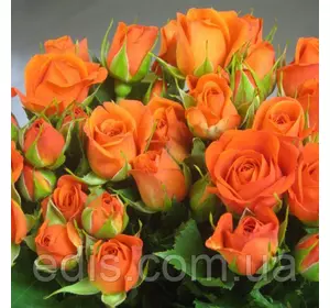 Троянда спрей Алегрія ( Alegria ) Троянда спрей Алегрія ( Alegria )