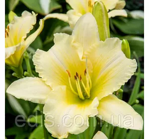 Лілейник Every Daylily Cream (ЭвриДэйлили Криим) в контейнері Лілейник Every Daylily Cream (ЭвриДэйлили Криим) в контейнері