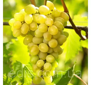 Виноград Августин Виноград Августин