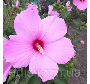 Гибискус травянистый Morning Haze (Монин Хэйз) корневище Гибискус травянистый Morning Haze (Монин Хэйз) корневище