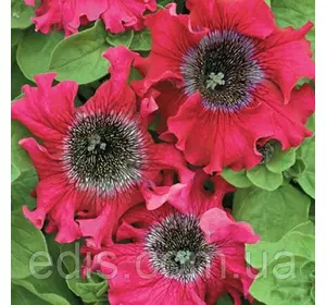 Петунія бахромчата гігантська Бордова F1. 10 насінин-драже, серія PREMIUM ТМ Яскрава Петунія бахромчата гігантська Бордова F1. 10 насінин-драже, серія PREMIUM ТМ Яскрава