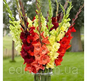 Набір гладіолусів Захід 7 цибулин/уп. Набір гладіолусів Захід 7 цибулин/уп.