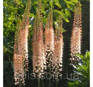 Еремурус Romance (багаторічник) Еремурус Romance (багаторічник)