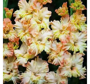 Гладіолус гофрований Lambada Frizzle 3 шт./уп. Гладіолус гофрований Lambada Frizzle 3 шт./уп.