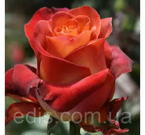 Троянда Кава Брейк (Coffe Break) чайно-гібридна Троянда Кава Брейк (Coffe Break) чайно-гібридна