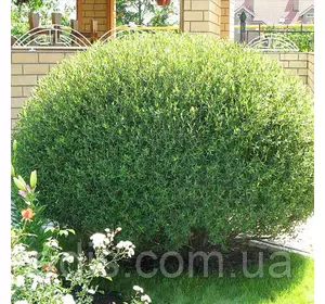 Верба пурпурна Nana (Нана) у контейнері 2 л Верба пурпурна Nana (Нана) у контейнері 2 л