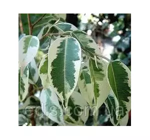 Фікус Бенджаміна Старлайт 20 див. Кімнатна рослина Фікус Бенджаміна Старлайт 20 див. Кімнатна рослина