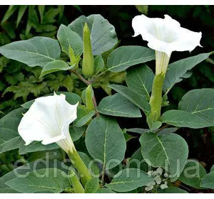 Дурман Індійський 0,1 г, насіння Яскрава Дурман Індійський 0,1 г, насіння Яскрава