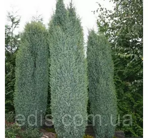 Ялівець Arnold (Арнольд) у контейнері 0,5 л. Ялівець Arnold (Арнольд) у контейнері 0,5 л.