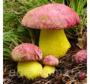 Білий гриб Королівський 50 г (міцелій грибів) Білий гриб Королівський 50 г (міцелій грибів)