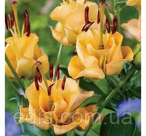 Лілія-роза Apricot Fudge (Епрікот Фуджі) 12/14 Лілія-роза Apricot Fudge (Епрікот Фуджі) 12/14