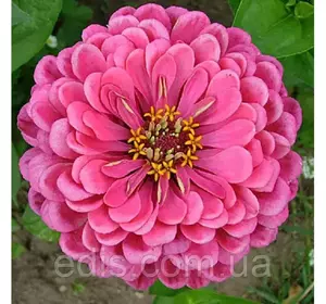 Цинія махрова Мрія 0,5 г, насіння Яскрава Цинія махрова Мрія 0,5 г, насіння Яскрава