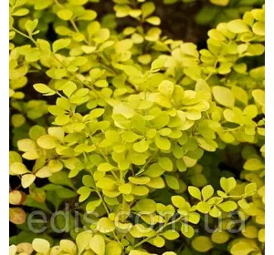 Барбарис Тунберга Аигеа у контейнері Барбарис Тунберга Аигеа у контейнері