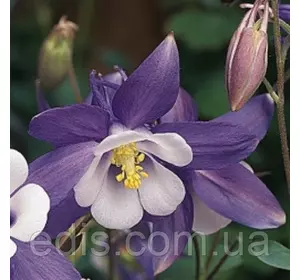 Аквілегія Mckana Hybryds (Мэкэйна Гайбридс) Аквілегія Mckana Hybryds (Мэкэйна Гайбридс)