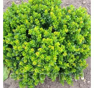 Барбарис Тунберга Kobold у контейнері Барбарис Тунберга Kobold у контейнері