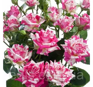 Троянда спрей Флеш Данс (Flesh Dance) Троянда спрей Флеш Данс (Flesh Dance)