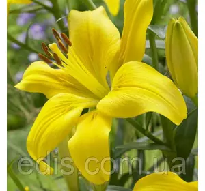 Лілія азіатська Sole Mio (Соле Міо) 1 цибулина 12/14 Лілія азіатська Sole Mio (Соле Міо) 1 цибулина 12/14