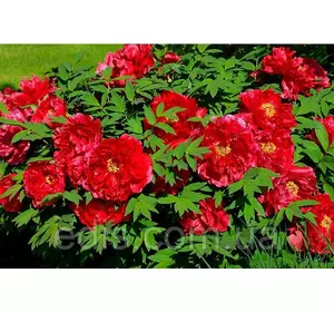 Півонія деревовидна червона Full meikouhou Півонія деревовидна червона Full meikouhou