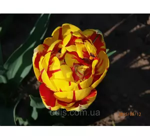 Тюльпан махровий пізній Golden Nizza 3 цибулинки Тюльпан махровий пізній Golden Nizza 3 цибулинки