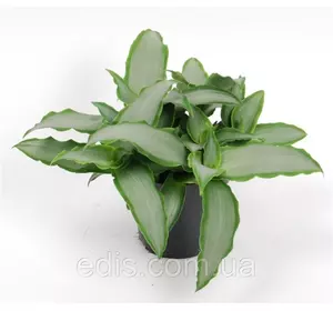 Живець Мурданія loriformis Bright Star, кімнатна рослина. Свіжозріз Живець Мурданія loriformis Bright Star, кімнатна рослина. Свіжозріз