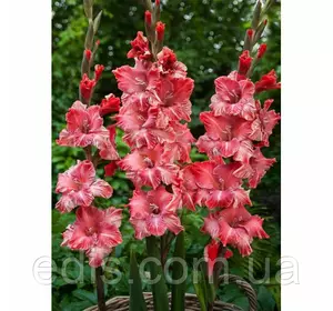 Гладіолус Vabene (Вэбэнэй) 3 шт./уп., великоквіткова Гладіолус Vabene (Вэбэнэй) 3 шт./уп., великоквіткова