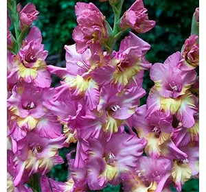 Гладіолус гофрований Sunbelt (Санбелт) 3 шт/уп 14/+ Гладіолус гофрований Sunbelt (Санбелт) 3 шт/уп 14/+