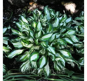 Хоста Undulata Mediovariegata (Ундулата Медиовариегата) кореневище Хоста Undulata Mediovariegata (Ундулата Медиовариегата) кореневище
