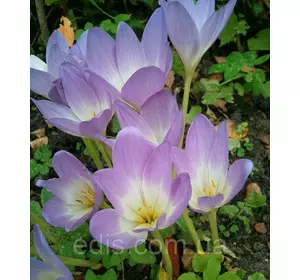 Колхикум (пізньоцвіт) Tenorii 1 цибулина Колхикум (пізньоцвіт) Tenorii 1 цибулина