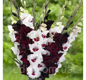 Набір гладіолусів Фіорентина 7 цибулин/уп. Набір гладіолусів Фіорентина 7 цибулин/уп.