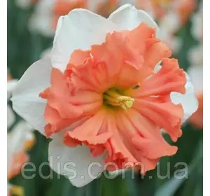 Нарцис розрізнокорончатий Shrike (Шрайк) 10/12 1 цибулина Нарцис розрізнокорончатий Shrike (Шрайк) 10/12 1 цибулина