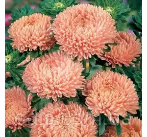 Айстра Принцеса Філутек 0,3 г насіння Яскрава Айстра Принцеса Філутек 0,3 г насіння Яскрава