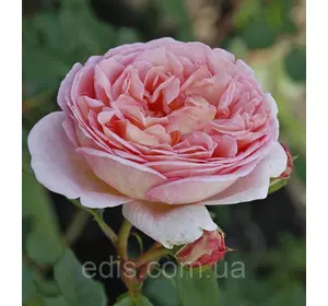 Троянда Ніжність (Subtlety) англійска флорібунда Троянда Ніжність (Subtlety) англійска флорібунда