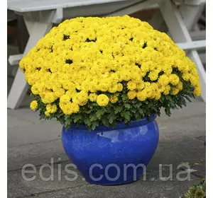 Хризантема Holly (Холлі) контейнер 0,5 л Хризантема Holly (Холлі) контейнер 0,5 л