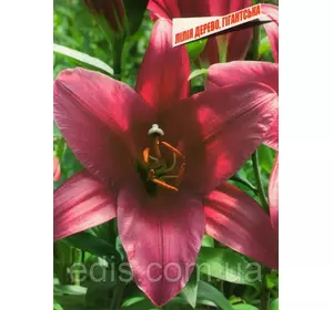 Лілія ОТ гібрид гігант Purple Prince (Пепл Прінс) 1 цибулина 14/16 Лілія ОТ гібрид гігант Purple Prince (Пепл Прінс) 1 цибулина 14/16