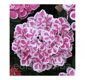 Гортензія Peppermint (Пепермінт) у контейнері Гортензія Peppermint (Пепермінт) у контейнері