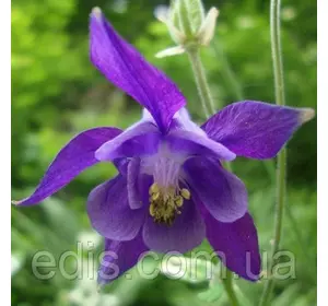 Аквілегія Alpina (Альпіна) багаторічник Аквілегія Alpina (Альпіна) багаторічник