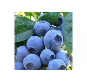 Лохина Елліот (пізня) Лохина Елліот (пізня)