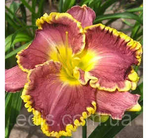 Лілейник Daria Лілейник Daria