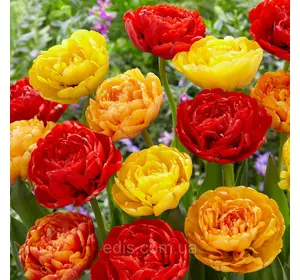 Арт-набір Сахара, 7 цибулин тюльпанів Арт-набір Сахара, 7 цибулин тюльпанів