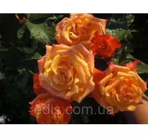 Троянда Анжеліка (Angelique) чайно-гібридна Троянда Анжеліка (Angelique) чайно-гібридна