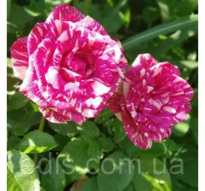 Троянда Пападжено (Papagenо) чайно-гібридна Троянда Пападжено (Papagenо) чайно-гібридна